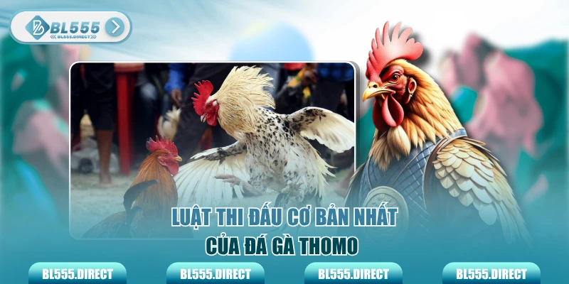 Luật thi đấu cơ bản nhất của đá gà Thomo