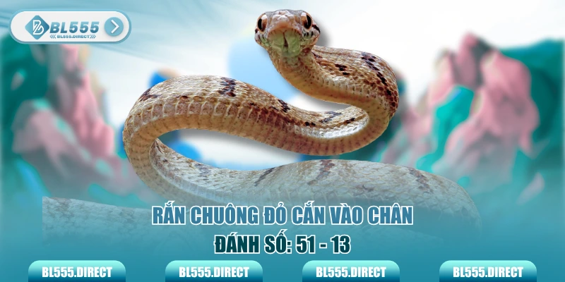 Rắn chuông đỏ cắn vào chân đánh số: 51 - 13