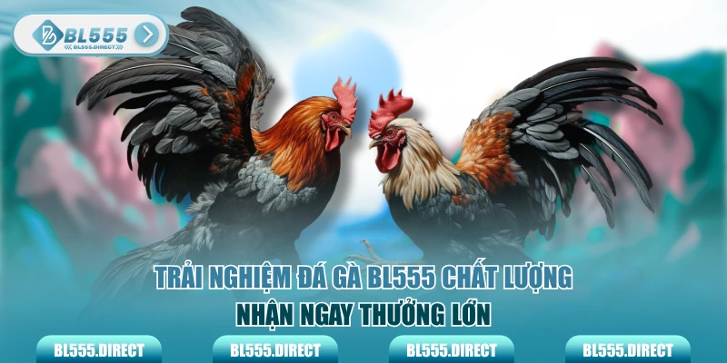 Trải nghiệm đá gà BL555 chất lượng nhận ngay thưởng lớn